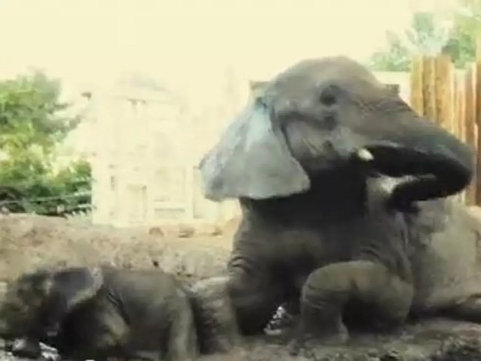 Elephants Set Aside Some Much Needed Mother-Daughter Time