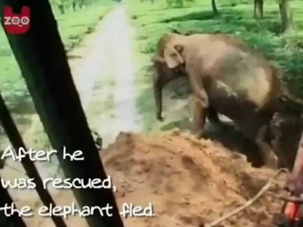 Trapped Elephant Rescued From a Ditch