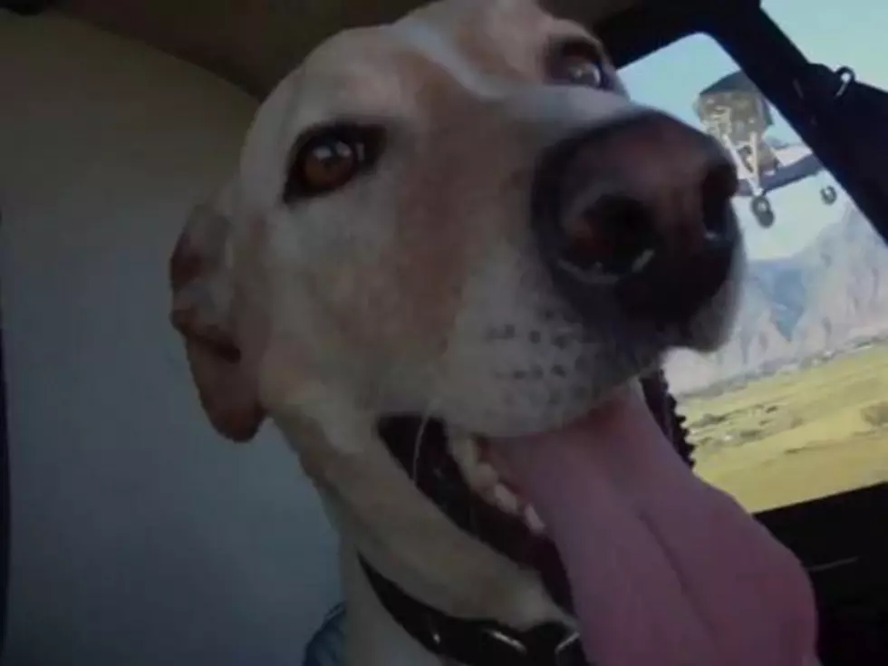 Dog Really Loves Flying in Helicopter [VIDEO]