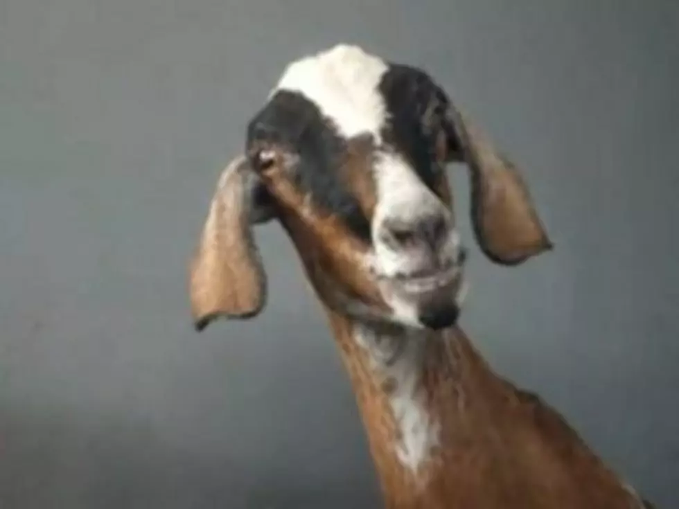 Funniest Goat Has the Goofiest Smile Ever