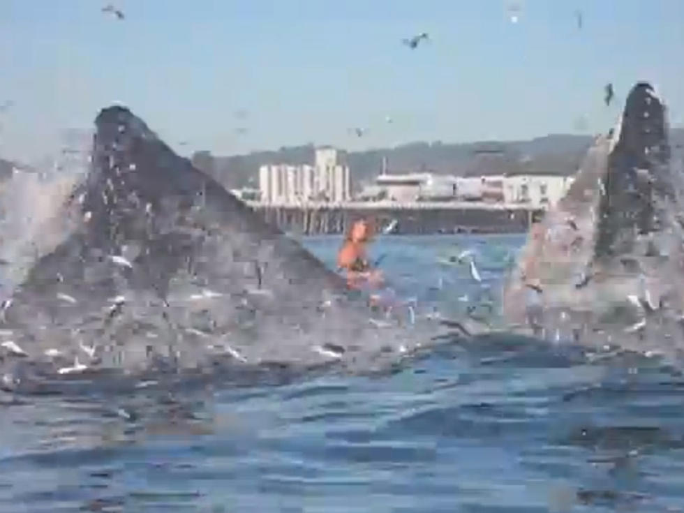 Surfer Almost Devoured By Humpback Whale [VIDEO]