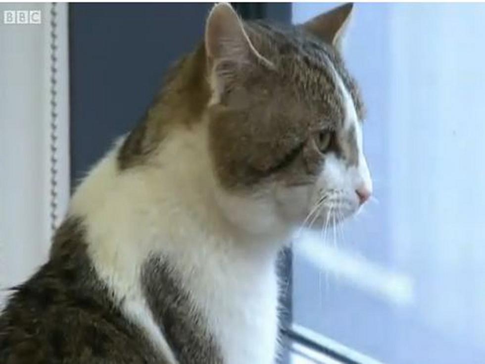 British Prime Minister Backs Embattled Larry the Cat After Mouse Sighting