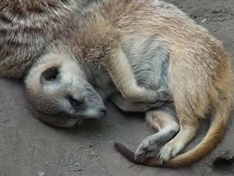 Sleeping Meerkat Has Adorable Fall [VIDEO]