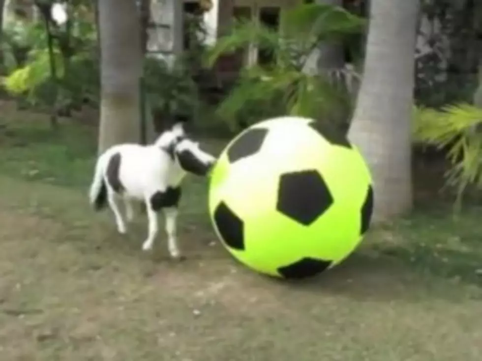 World&#8217;s Tiniest Stallion Playing Soccer Is a Surreal Delight [VIDEO]