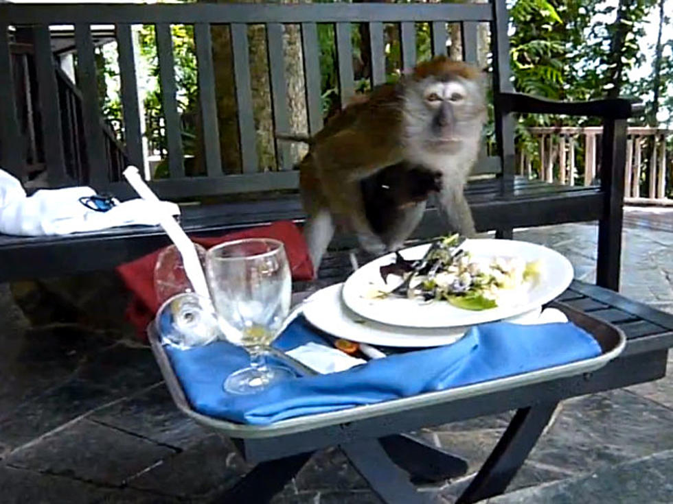 Devious Monkey Steals Lunch from Tourists [VIDEO]