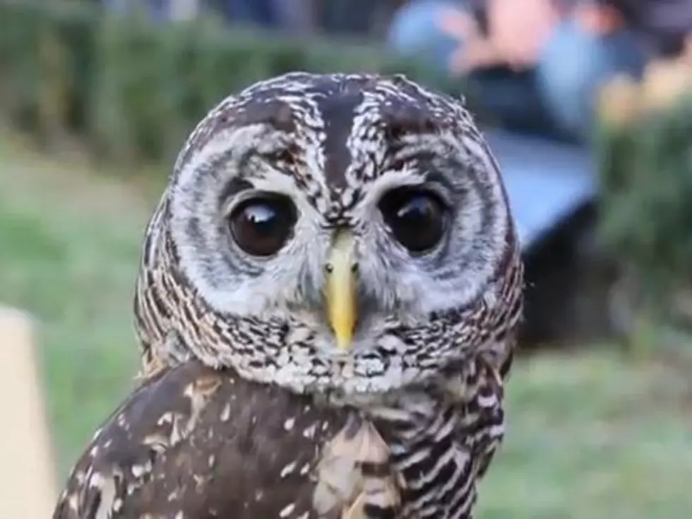 Owls Finally Get the Spotlight to Show Off Their Cuteness