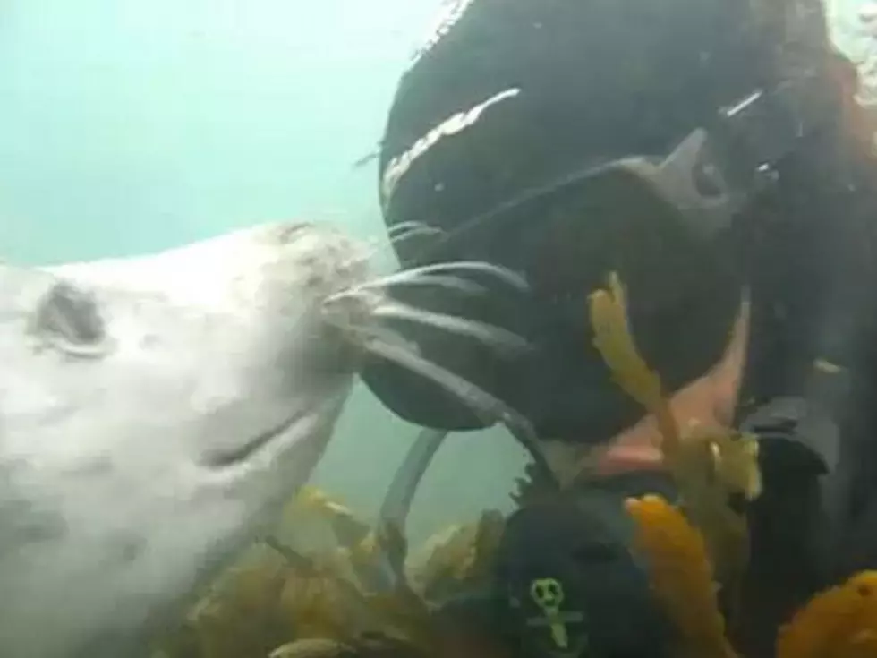 Seal Pup Shares a Kiss With Diver Underwater [VIDEO]