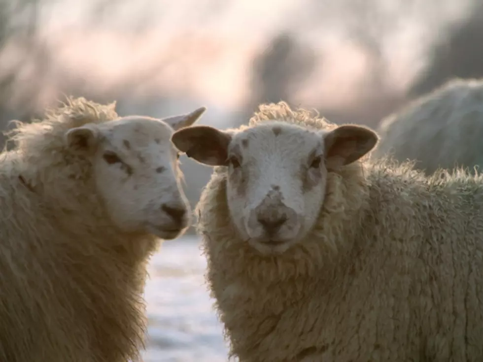 Lawn Mowers Too Noisy? Try Sheep Instead