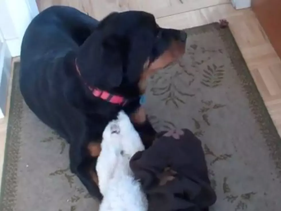 Shih Tzu Infatuated With Rottweiler&#8217;s Dog Collar [VIDEO]