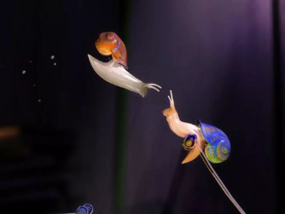Kid Discovers Incredible Circus Snails in Animated Short
