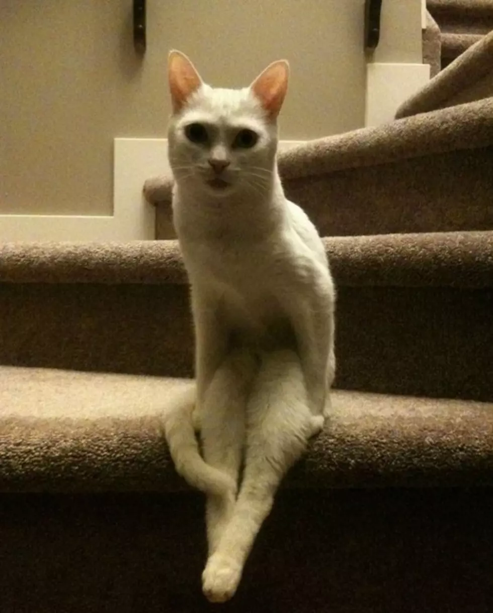 Creepy Kitty Guards Staircase – Scarier Than Fluffy From ‘Harry Potter’?
