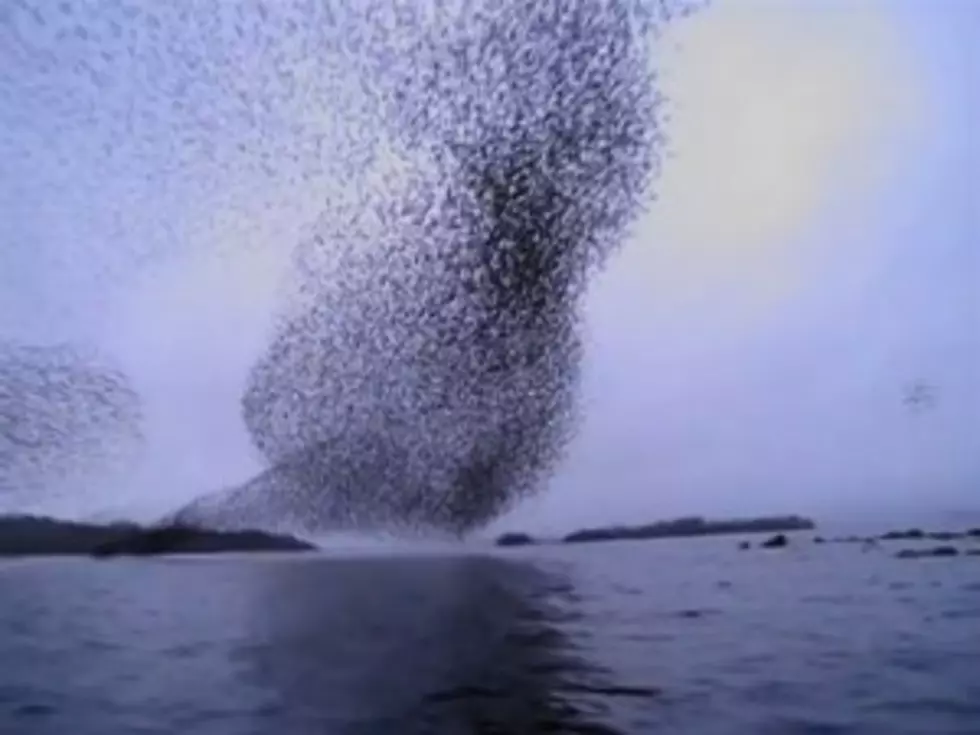 Starling Murmuration Is a Hypnotic Sign of Winter [VIDEO]