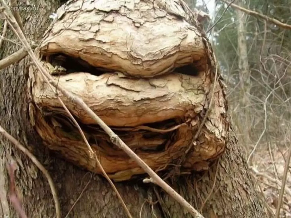 Make Way For Teenage Mutant Ninja Turtle Tree [PHOTO]