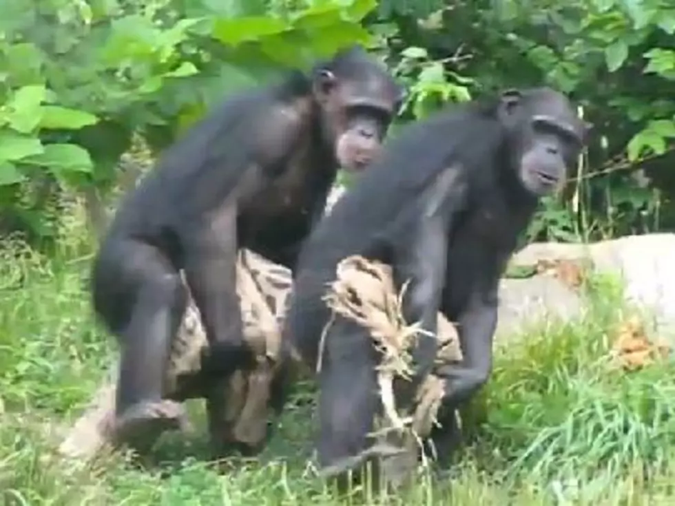 Synchronized Chimps Walk in Perfect Unison [VIDEO]