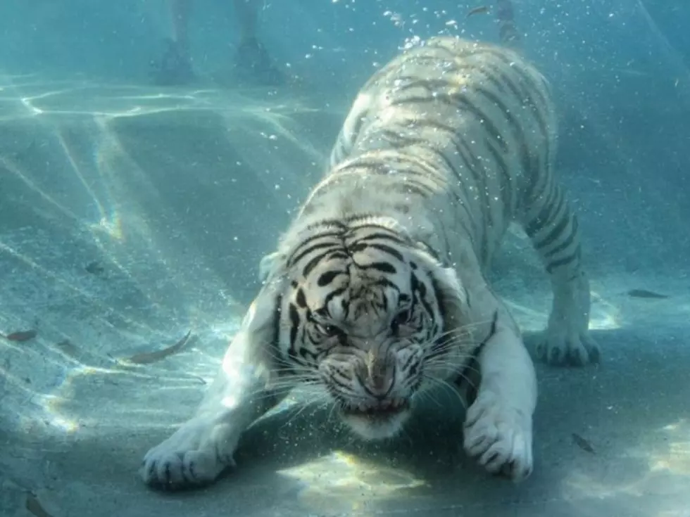 Underwater Tiger Rules the Jungle and Sea [VIDEO]