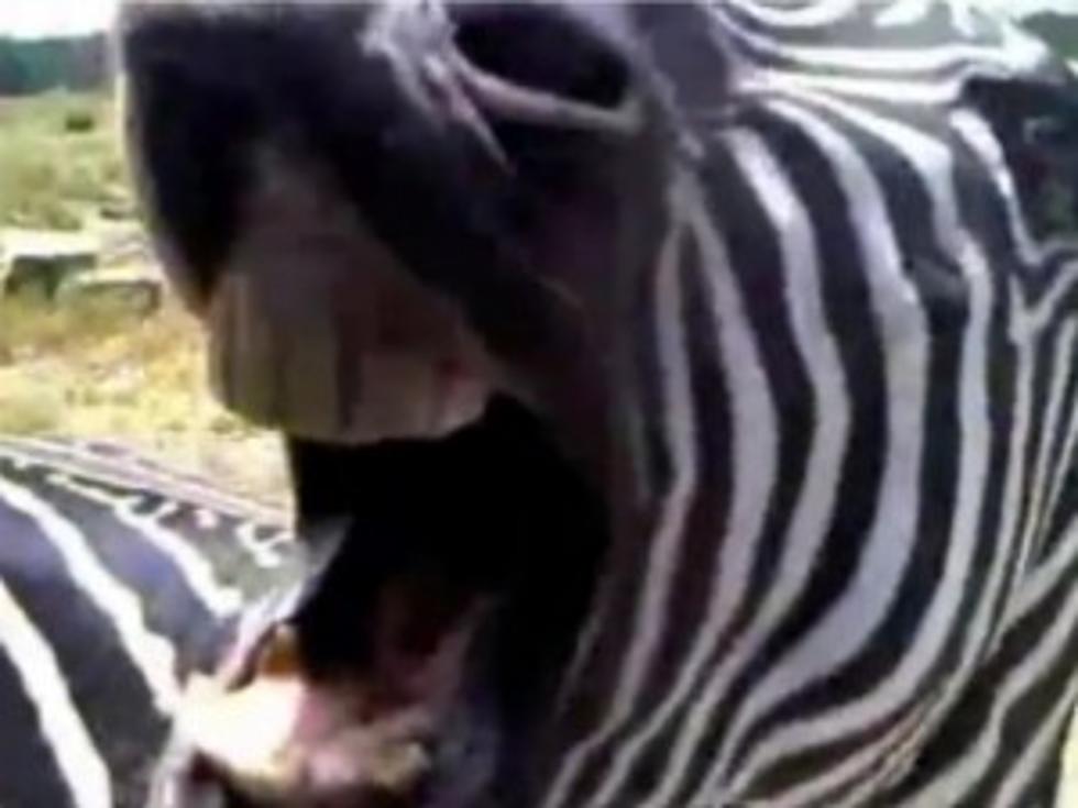 Angry Zebra&#8217;s Spooky Smile Freaks Out Safari Goers [VIDEO]