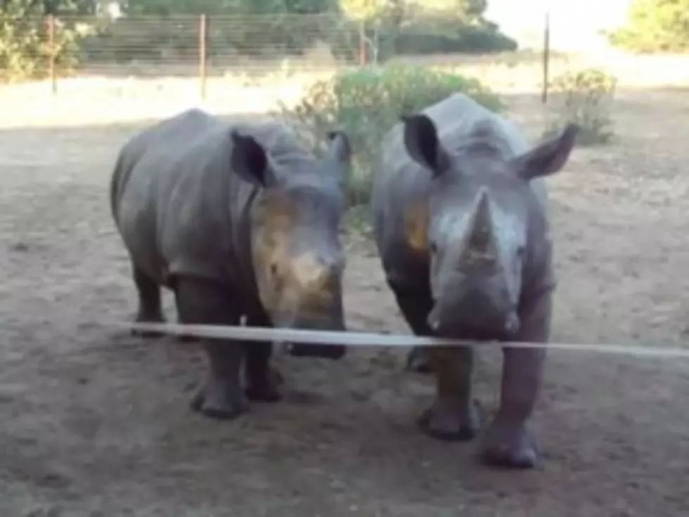Baby Rhinos Have the Cutest Conversation Ever [VIDEO]