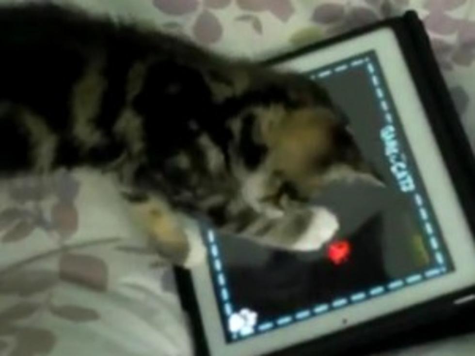 Cute Fuzzy Kitten Plays Adorably With iPad [VIDEO]