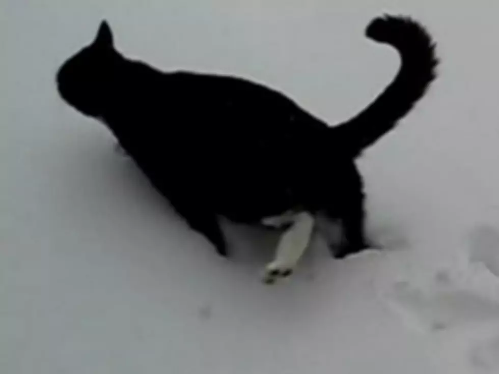 Cats Have a Love-Hate Relationship With Snow [VIDEO]