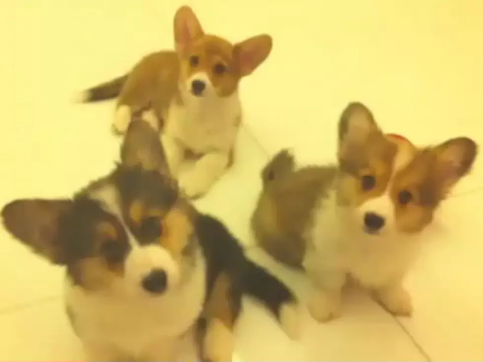 Confused Corgi Puppies Will Make Your Head Explode From Cuteness [VIDEO]