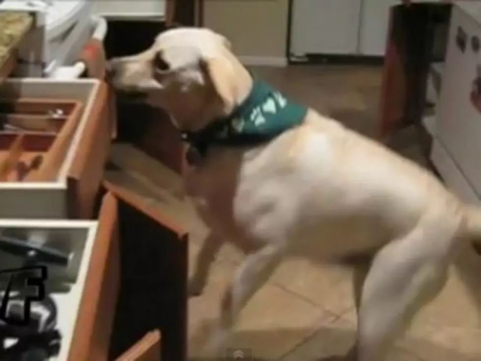 OCD Dog Hates When Kitchen Cabinets Are Left Open [VIDEO]