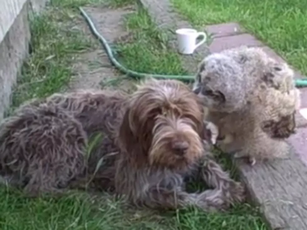 Is a Huge Baby Owl and Dog the Oddest Animal Pairing You’ve Ever Seen?