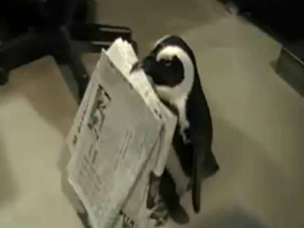 Adorably Faithful Pet Penguin Fetches Newspaper [VIDEO]