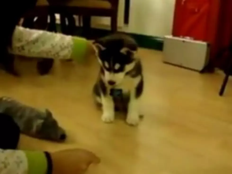 Cute Husky Puppy Won&#8217;t Lie Down For Anyone [VIDEO]