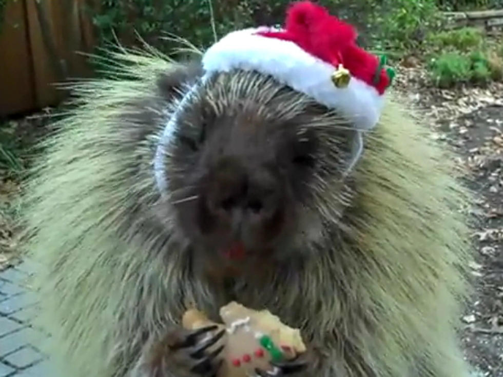 Teddy the Talking Porcupine Wishes You a Happy Holiday [VIDEO]