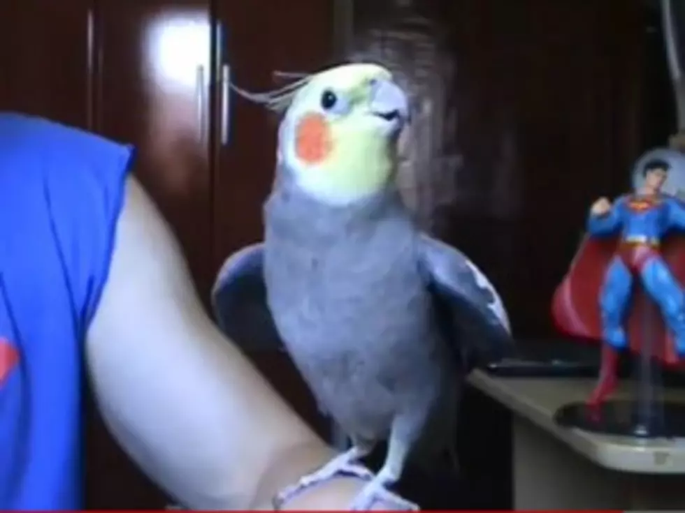 Watch a Cockatiel Whistle the &#8216;Super Mario Bros.&#8217; Theme [VIDEO]