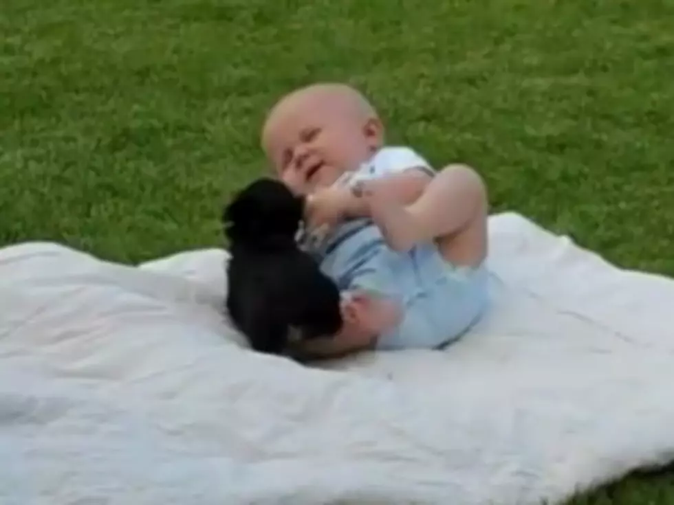 It&#8217;s Yorkie Puppy Versus Baby In Cute Wrestling Match-Up  [VIDEO]