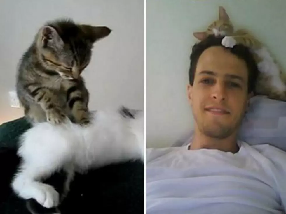 The Best Cat Videos of 2011