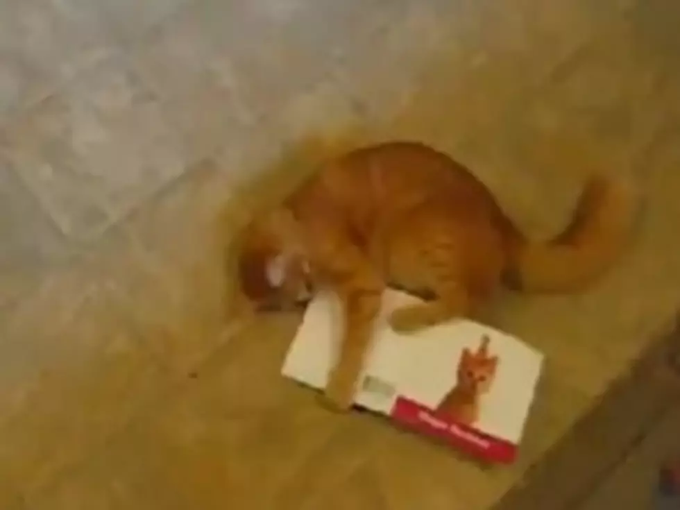 Cat Attacks Singing Birthday Card With Extreme Prejudice [VIDEO]
