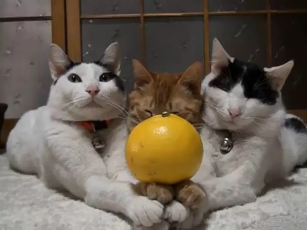 Dainty Cats Are Poised Enough to Balance an Orange on Their Hands