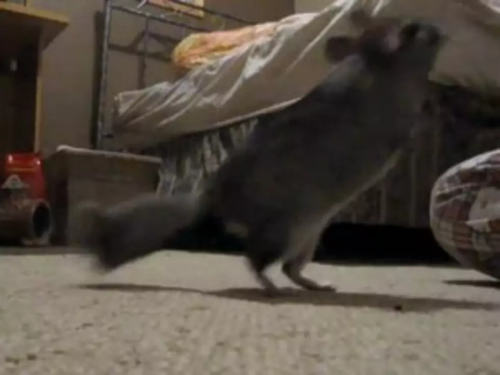 Adorable Chinchilla Will Do Neat Tricks For Food [VIDEO]