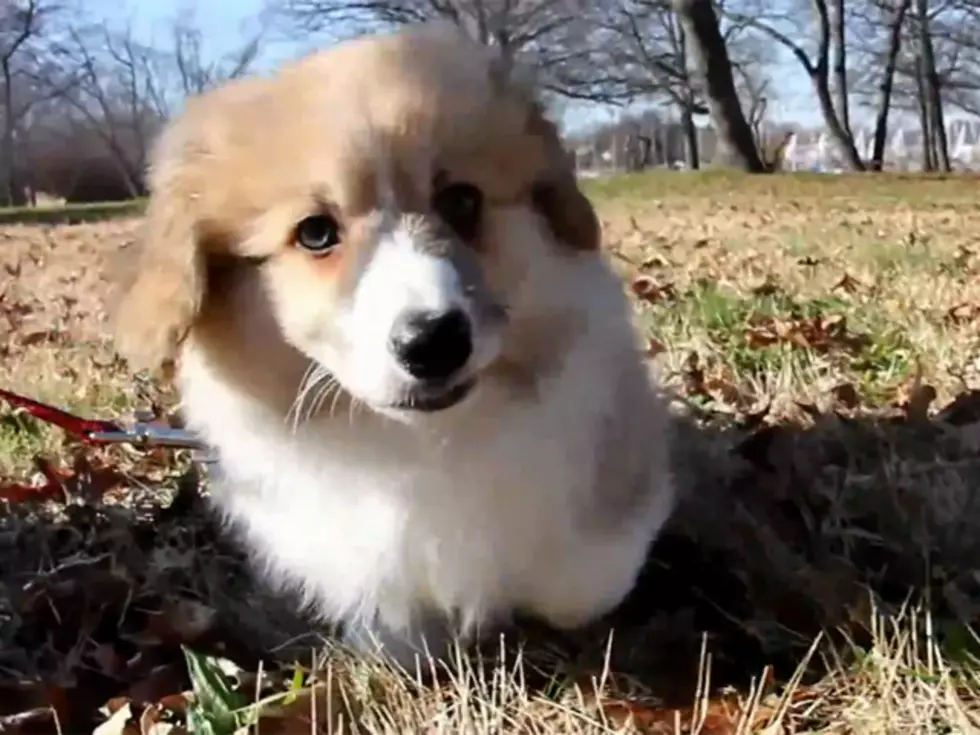 Corgi Puppy Running in the Park Equals Untold Amounts of Adorable [VIDEO]