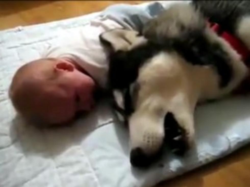 Singing Dog Has a Voice Only a Crying Infant Could Love [VIDEO]