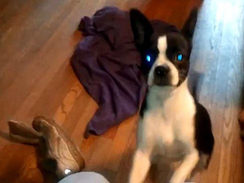 Energetic Puppy Knows How to Sneeze on Command