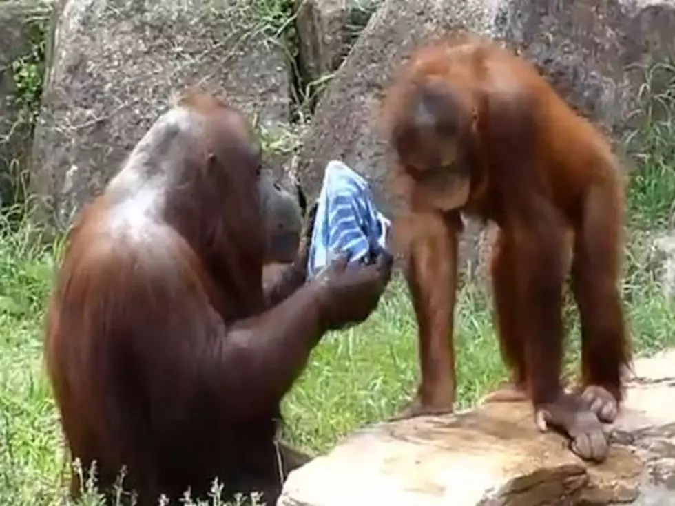 Orangutan Cools Off Like a Human [VIDEO]