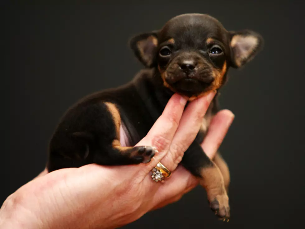 News Flash! Puppies Reduce Stress [VIDEOS]