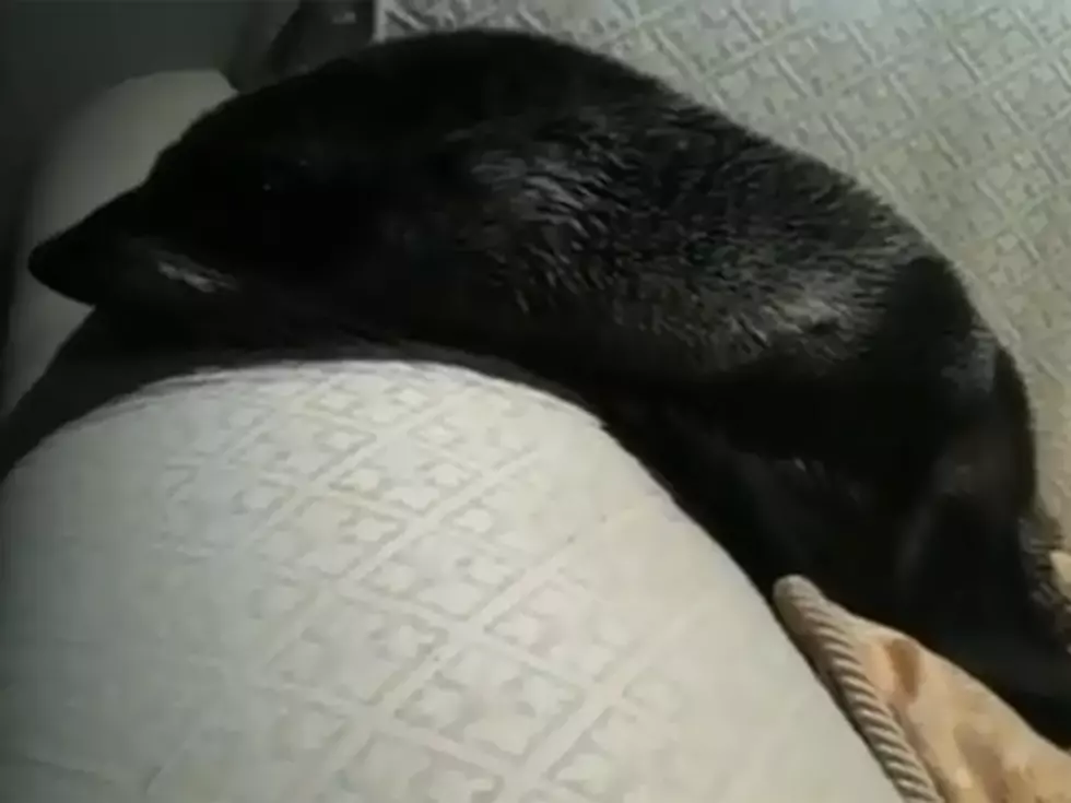 Baby Seal Makes Himself at Home on a New Zealander’s Sofa [VIDEO]