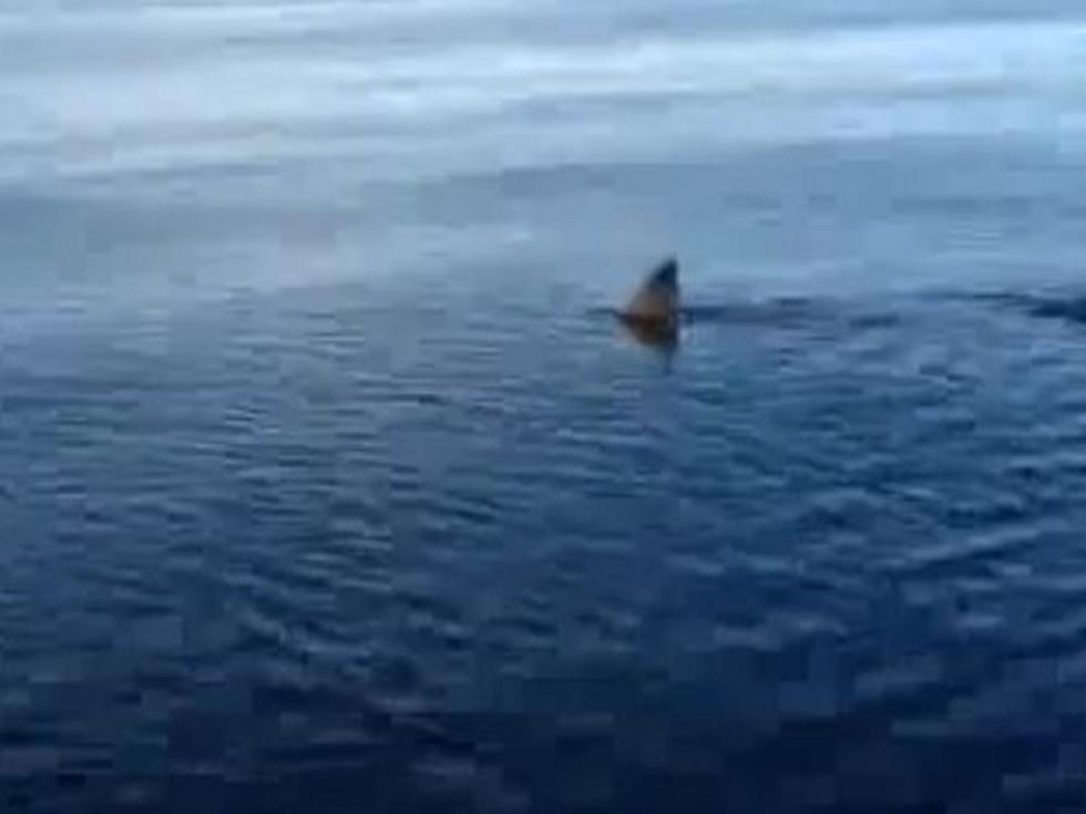 See Huge Shark Up Close as It Circles Fishing Boat [NSFW LANGUAGE]