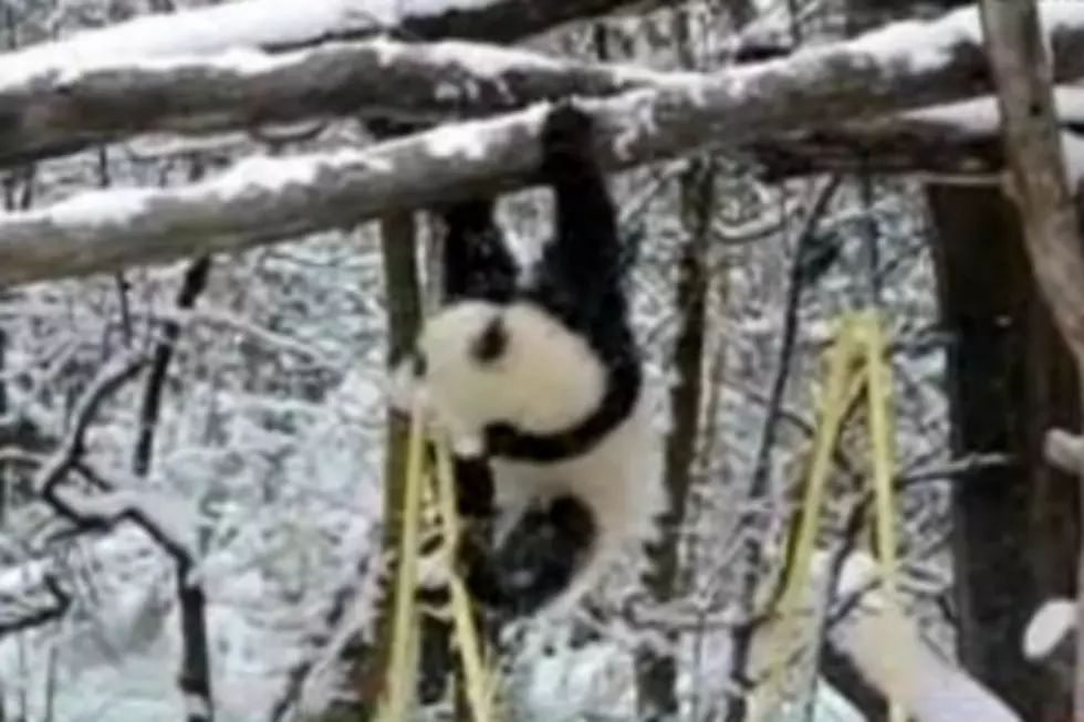 Cuddly Baby Panda Has First Snow Day [VIDEO]