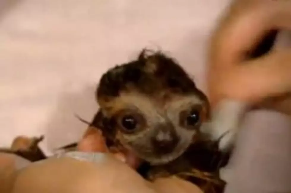 Baby Sloths Bathing Will Melt Your Brain With Cuteness [VIDEO]