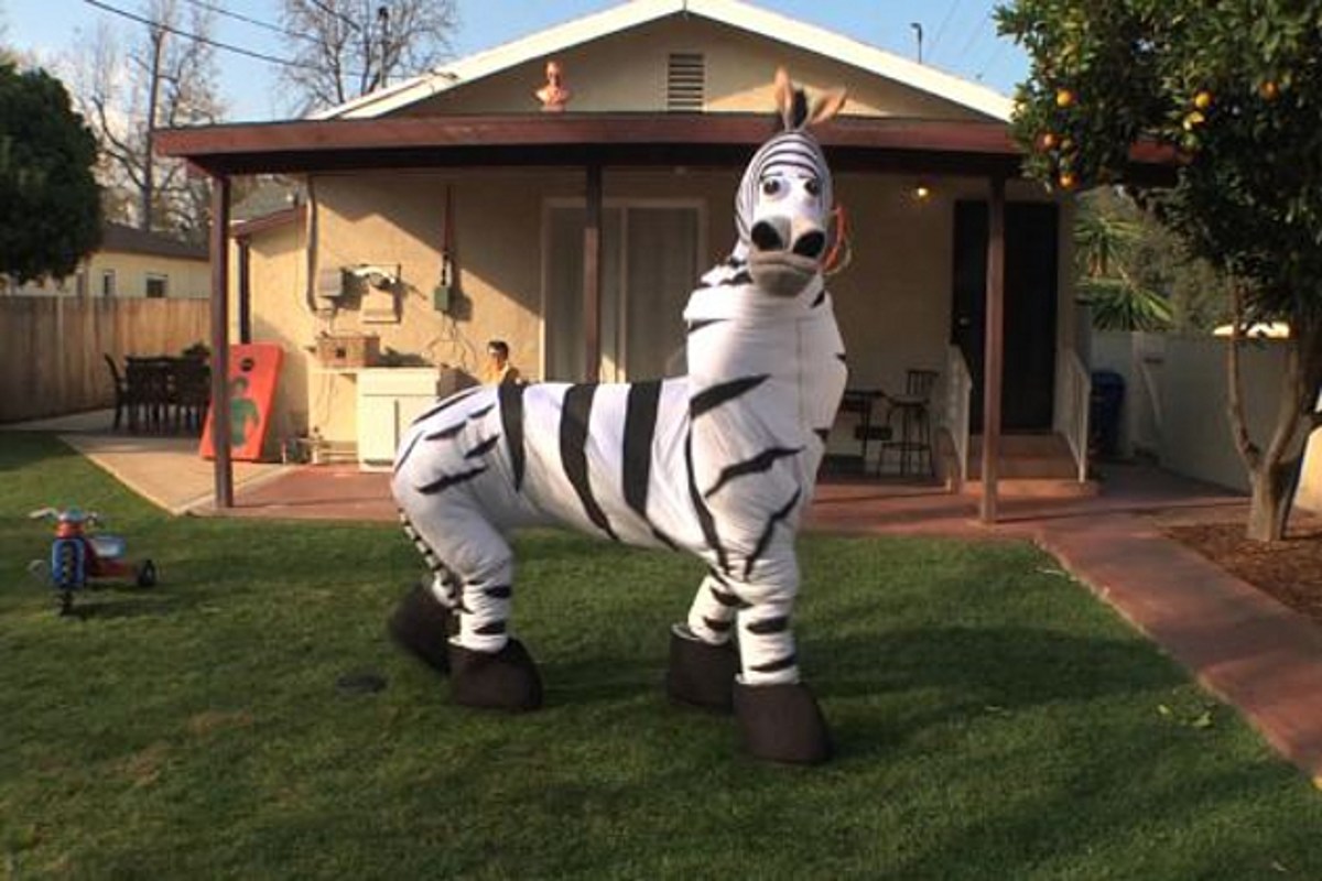Dope Zebra Has Stunning Dance Skills [VIDEO]