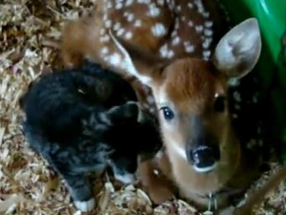 Adorable Baby Deer and Kitten Duo Are Destined For Disney Movie Fame [VIDEO]