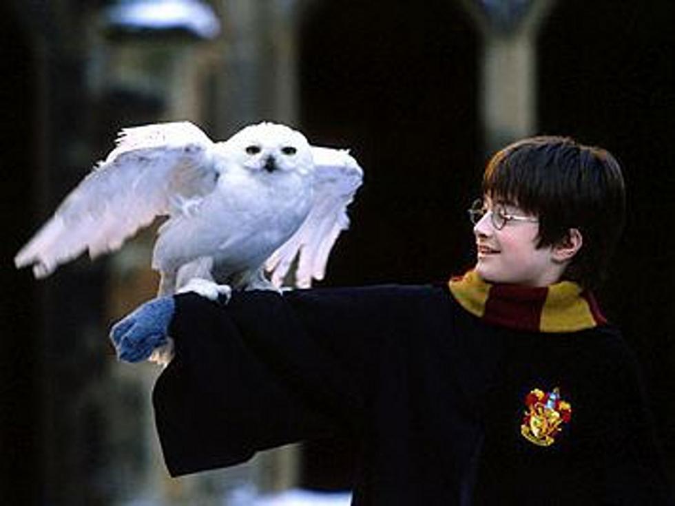 Harry Potter’s Snowy Owl Is Suddenly Popping Up All Over America