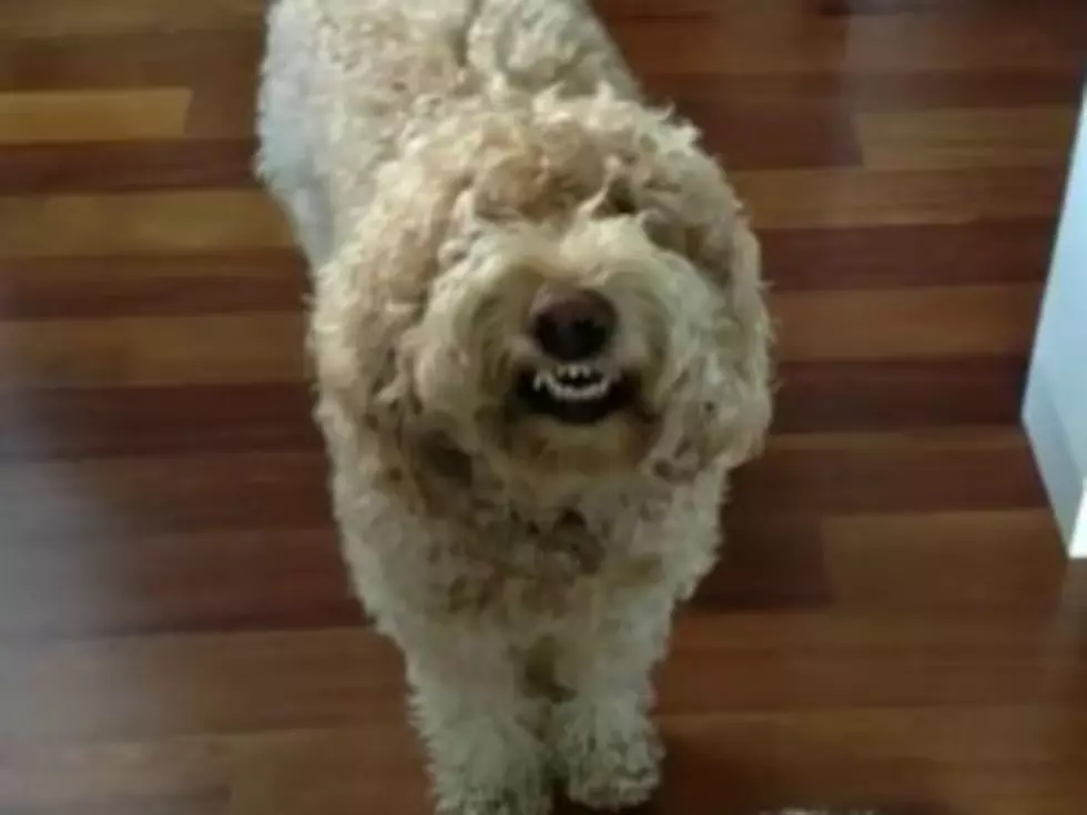 Grinning Goldendoodle Smiles Like a Vampire [VIDEO]