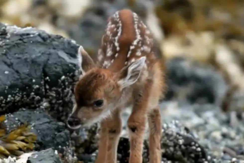 Newborn Baby Deer Squeaking Will Change Your Life [VIDEO]