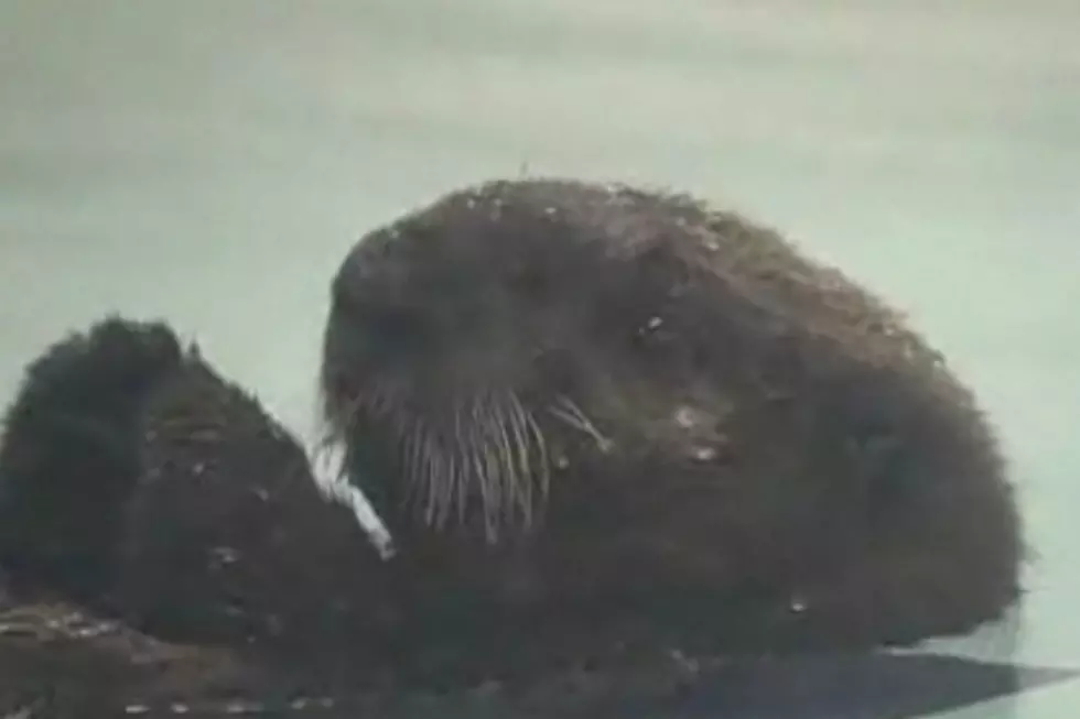 Orphaned Baby Sea Otter Rescued by Chicago Aquarium [VIDEO]